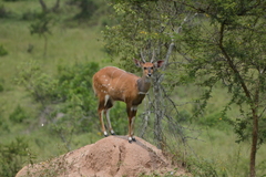 Tragelaphus scriptus bor