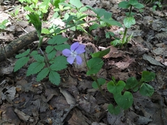 Viola riviniana