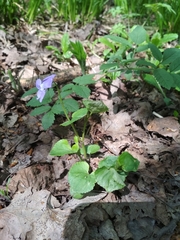 Viola riviniana