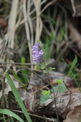 Scutellaria indica
