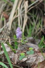 Scutellaria indica