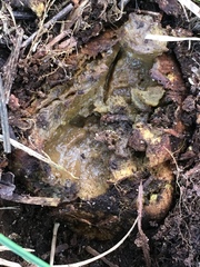 Rhizopogonaceae
