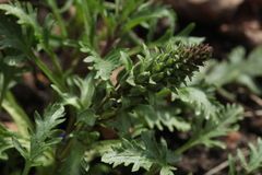 Veronica schmidtiana