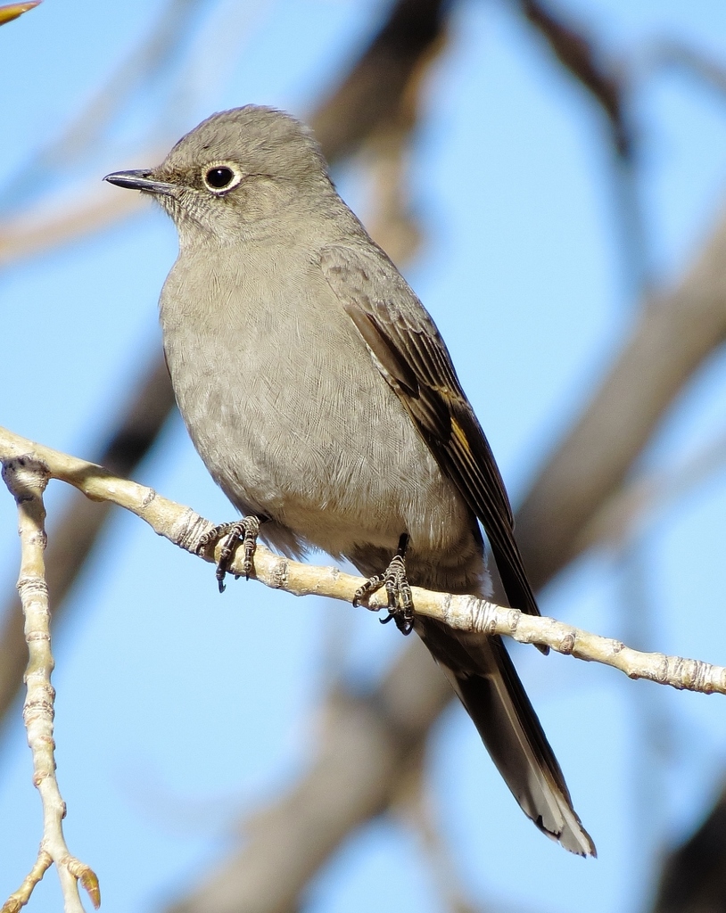 Townsend's Solitaire