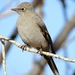 Townsend's Solitaire - Photo (c) Bill Carrell, some rights reserved (CC BY-NC-ND), uploaded by Bill Carrell