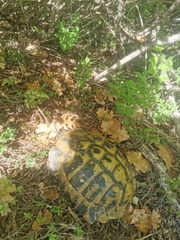 Testudo hermanni