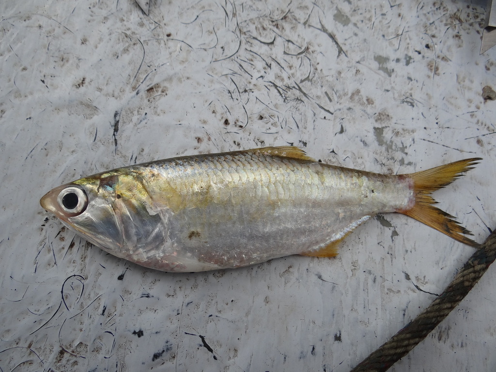Atlantic Anchoveta
