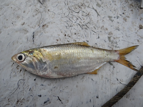 Cetengraulis edentulus