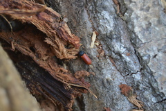 Bostrichus capucinus