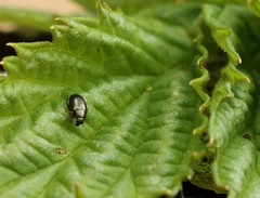 Psylliodes attenuata