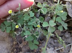 Oxalis laxa