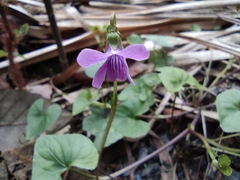 Viola hamiltoniana