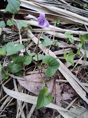 Viola hamiltoniana