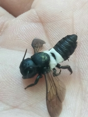 Megachile disjuncta