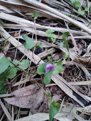 Viola hamiltoniana
