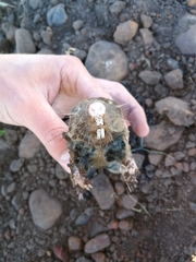 Cryptomys hottentotus