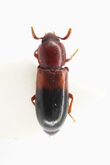 Corticeus bicolor