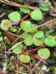 Gonocarpus micranthus micranthus