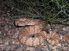 Crotalus stephensi