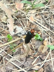 Acantholyda erythrocephala
