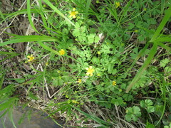 Ranunculus franchetii