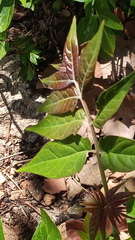 Ailanthus altissima