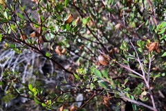 Dodonaea bursariifolia