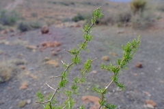 Asparagus burchellii