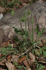 Papaver amurense