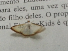 Leuciris fimbriaria