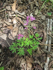 Corydalis buschii
