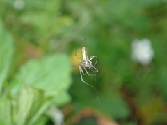 Tetragnatha