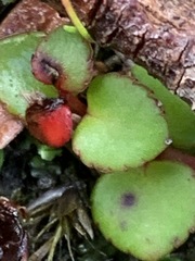 Gonocarpus micranthus micranthus