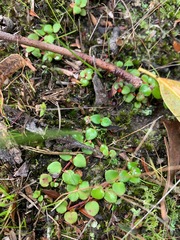 Gonocarpus micranthus micranthus