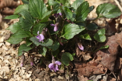 Viola macroceras