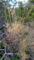 Garuleum bipinnatum