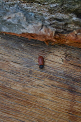 Bostrichus capucinus