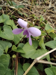 Viola hamiltoniana