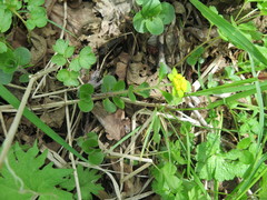 Chrysosplenium pilosum