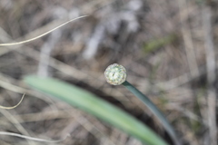 Allium tulipifolium