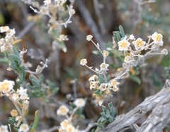 Delosperma multiflorum