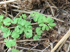 Anemonoides raddeana