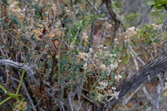 Delosperma multiflorum