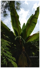 Ensete superbum