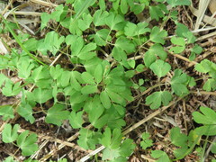 Anemonoides raddeana