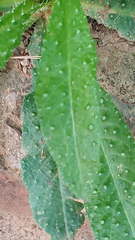 Echium