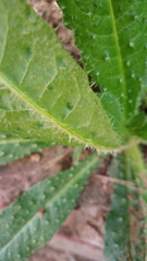 Echium