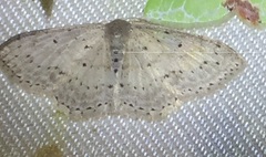 Idaea crinipes
