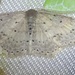 Scopula delospila - Photo (c) Gerrit Alink, some rights reserved (CC BY-NC), uploaded by Gerrit Alink