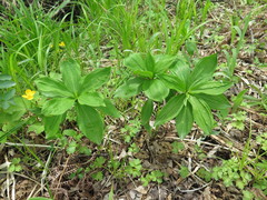 Lilium distichum